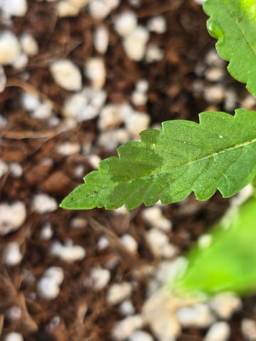Green Gelato Auto — seedling_rooting, day 17
