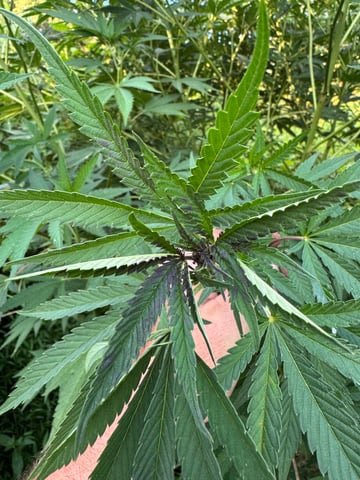 First grow — flower, day 23