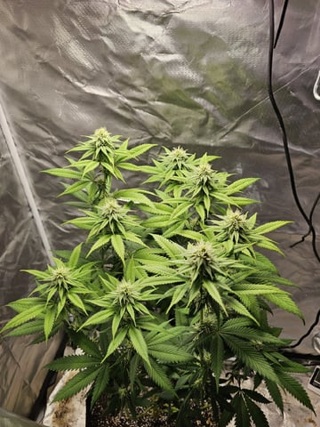 Jenny Kush photoperiod — flower, day 115