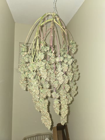 Gorilla Cookies auto  — harvest, day 89