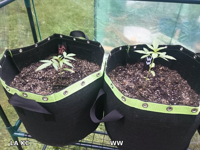 My first grow — vegetative, day 1