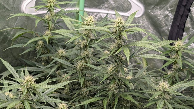 Strawberry Cheesecake Seedsman Seeds Autoflowers x2 — flower, day 65