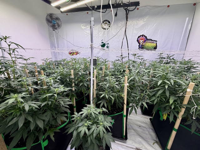 Indoor Grow  — flower, day 152