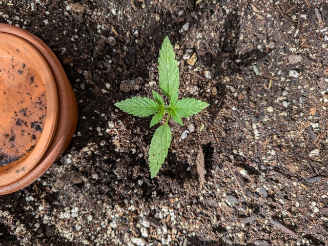 October Start — vegetative, day 29