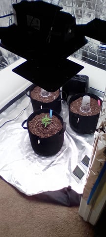 Seedman mix auto & seedman mix auto & GodFather OG — seedling_rooting, day 14