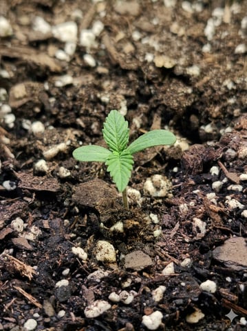 White Widow XXL Autoflower  — grow_setup, day 1