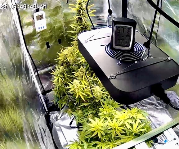 2nd Grow Ever — flower, day 59