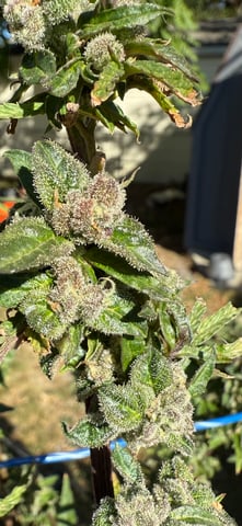 First Auto — flower, day 77