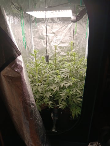 Pickle Rick — flower, day 27