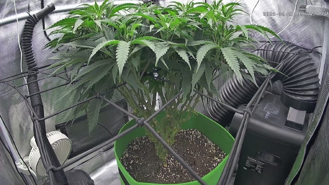 FastBuds Photo-Lemon Mandarin  — vegetative, day 81