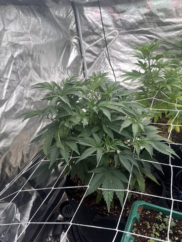 first indoor — vegetative, day 60