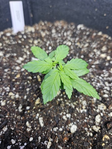 Fat Banana Auto  — vegetative, day 2
