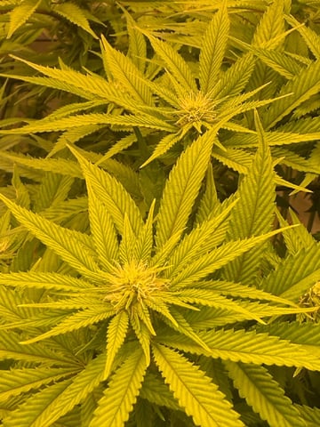 tropickle — flower, day 61