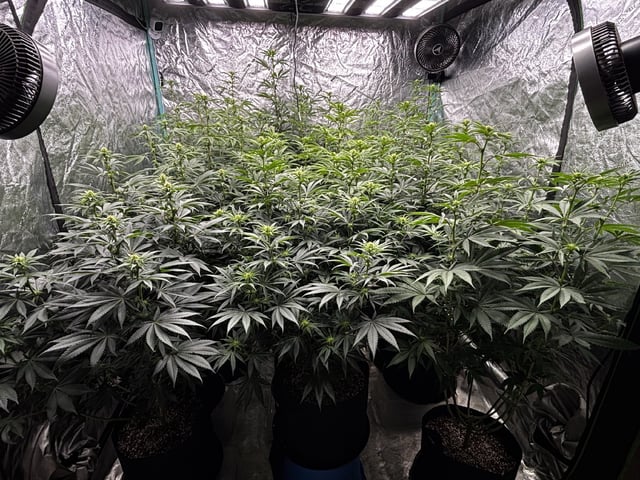 PKB remix/PotG — flower, day 91