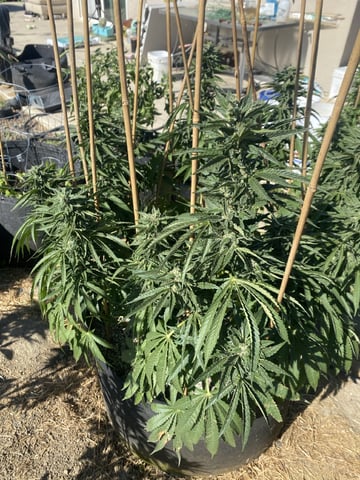 Solfire Gardens Grow