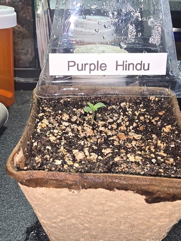 Apple Fritter  — grow_setup, day 1