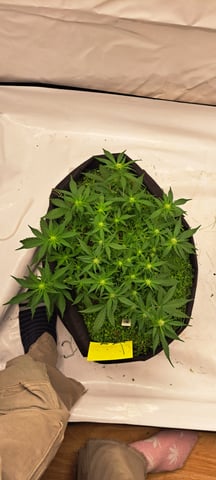 First Grow with the new setup  — auto, day 41