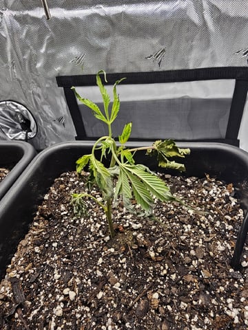 First Grow — vegetative, day 5