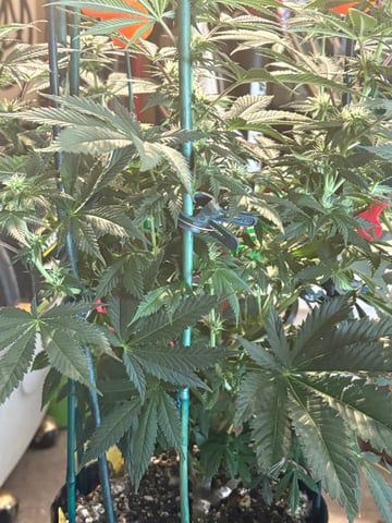 Black Hulk 3 gallon bag  — flower, day 21