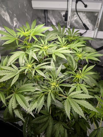 Black African Magic feminization  — flower, day 24