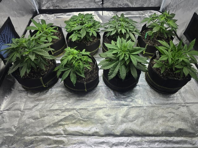 Autos AGAIN — vegetative, day 31