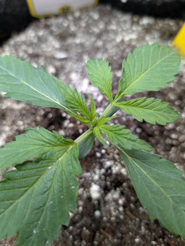 memphisto 3 bears OG, ethos high note r1 — seedling_rooting, day 13