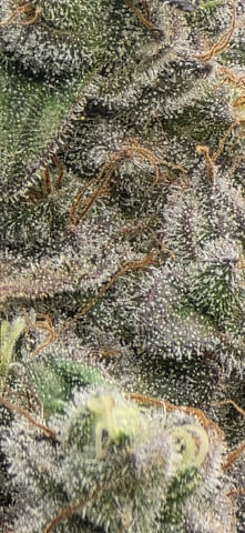 Maple Nectar  — flower, day 98