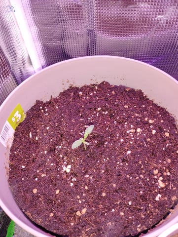 My first Grow M.O.B. — seedling_rooting, day 17