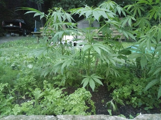 2025 grow — vegetative, day 15