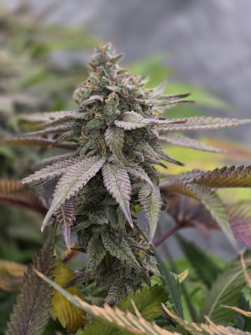 Dante's Inferno Rerun — flower, day 120