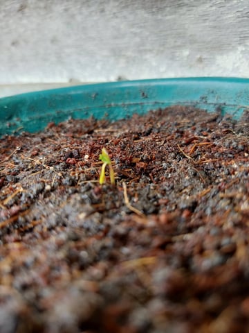 Local Kaliganan Bricks — seedling_rooting, day 3