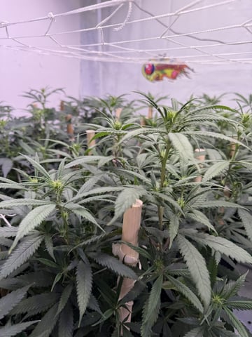 Indoor Grow  — flower, day 152