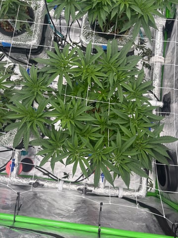 First Grow (Hydro) — vegetative, day 70