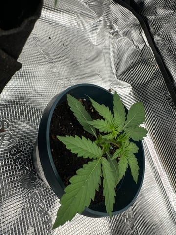 Grow Number 2 — vegetative, day 14