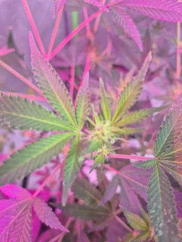 Another Clone  — flower, day 50