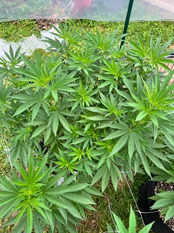 BlackBerry Moonrocks  — flower, day 1