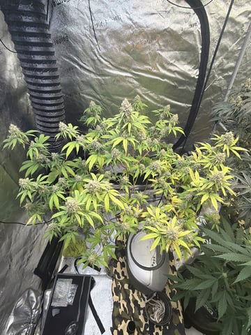 Humboldt, Hella Jelly. Jelly Donut  — flower, day 91