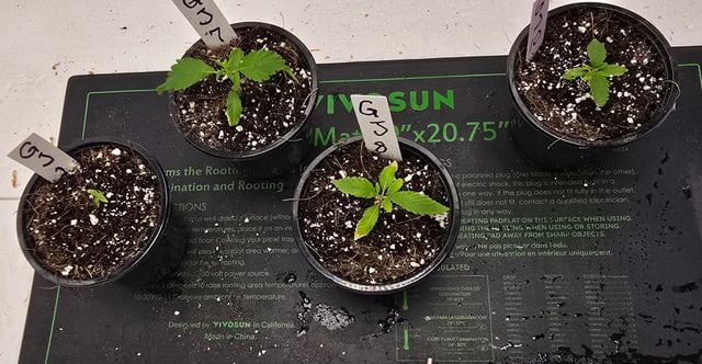 This grow may be interesting! — seedling_rooting, day 25