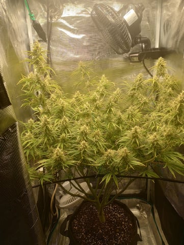 White Widow XXL Auto — flower, day 72