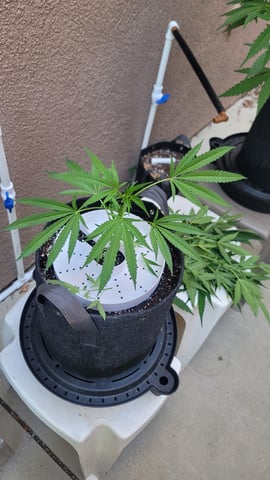 Poison Rainbows — vegetative, day 103