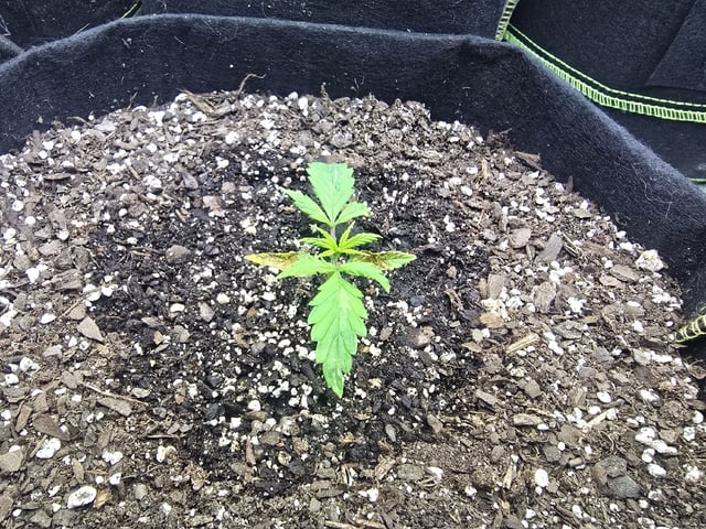 Autos AGAIN — vegetative, day 18