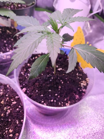 Another round of Mephisto Genetics from Schoolyard Crush and Do-si-delirium drops. — seedling_rooting, day 15