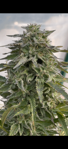 BlackBerry Moonrocks  — flower, day 73