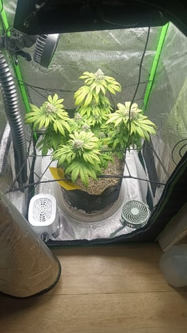 Critical Purple Kush — flower, day 127