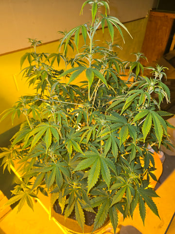 2nd Autoflower Indoor Grow — flower, day 56
