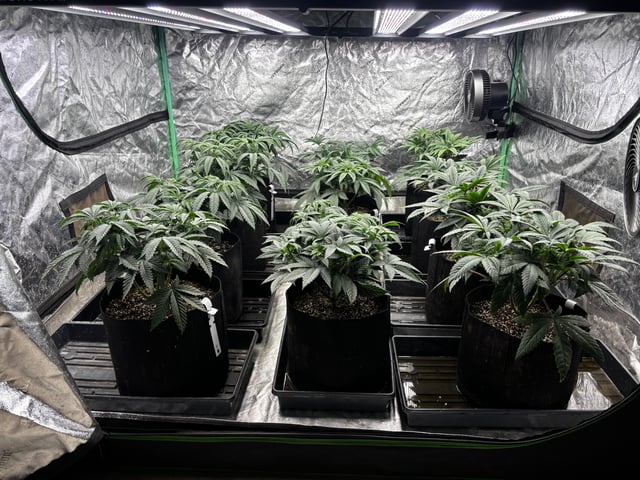 Pink Passion Fruit — vegetative, day 40