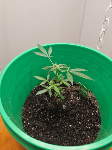 1st plant. Strain: Green Gelato AutoFlower — flower, day 58