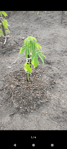 idk — seedling_rooting, day 1