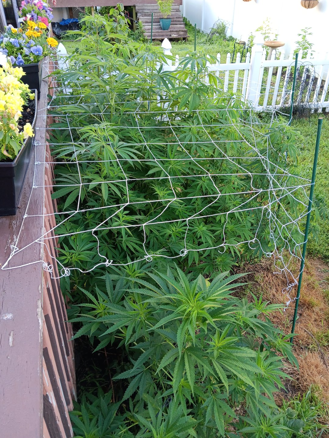 Outdoor summer 2025 grow
