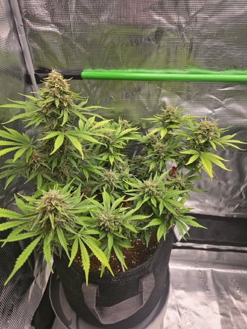 Gummies Bear & Blackberry Auto — flower, day 63